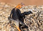 Richard Hall - Namib Rock Agama.jpg : Namibia, Reptile, Spitzkoppe